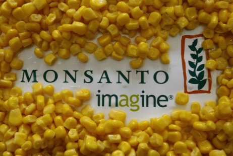 OGM : course contre la montre, avant les semis, au Sénat