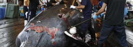 Baleines : le Japon renonce à l'Antarctique pas au Pacifique