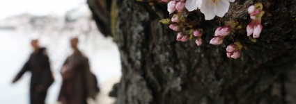 Japon : mystérieuse floraison d'un cerisier venu de l'espace