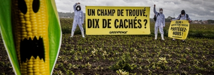 Des militants écologistes arrachent des plants de maïs OGM