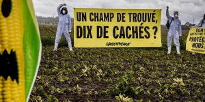 Des militants écologistes arrachent des plants de maïs OGM