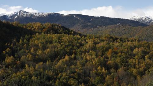Ariège : 300 chênes centenaires abattus par des bûcherons espagnols, les propriétaires sont furieux