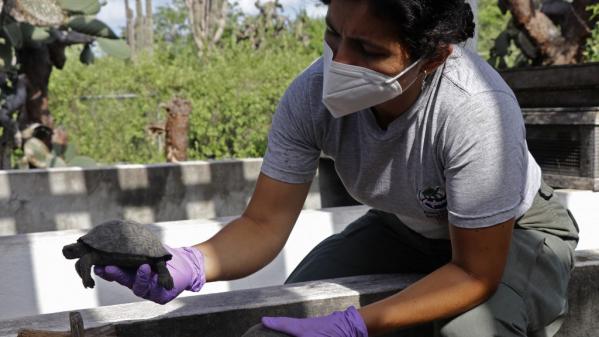 Equateur : un policier arrêté pour le trafic présumé de 185 bébés tortues des Galapagos