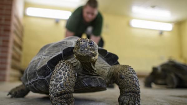 Equateur : une valise contenant 185 bébés tortues découverte à l'aéroport des Galapagos