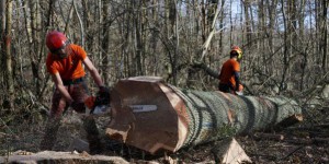 Journée internationale des forêts : le métier parfois incompris des agents de l'ONF, 'chefs d'orchestre' de la forêt