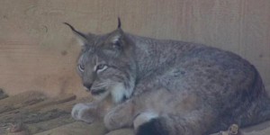 Biodiversité : le lynx, une espèce à protéger de toute urgence