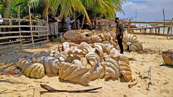 Biodiversité : saisie record de 200 tonnes de coquillages géants aux Philippines