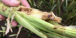 Cinq choses à savoir sur la chenille légionnaire, cet insecte ravageur qui inquiète les agriculteurs calédoniens
