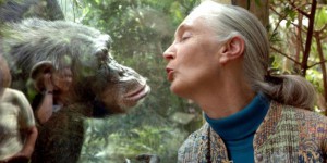 Jane Goodall : la femme qui murmure à l'oreille des chimpanzés