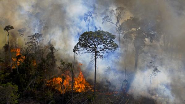 L'Union européenne est le deuxième responsable mondial de la déforestation liée aux importations après la Chine, alerte le WWF