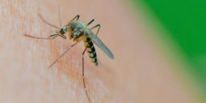 Moustiques : de nouveaux systèmes innovants pour s'en débarrasser