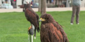 A Niort, des rapaces déployés en centre-ville pour lutter contre la prolifération des corbeaux