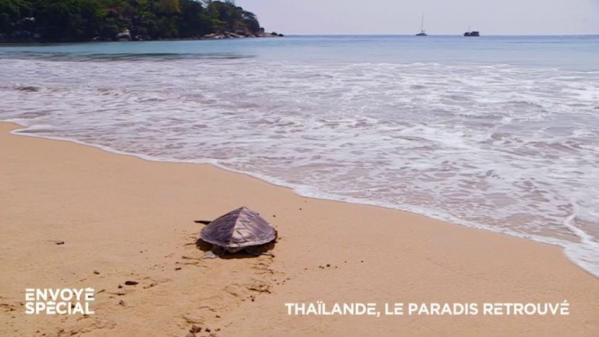 VIDEO. Avec le Covid et l'absence des touristes, les tortues sont de retour sur les plages de Thaïlande