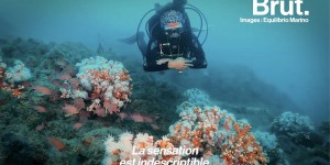 VIDEO. Ces plongeurs se battent pour sauver un récif corallien