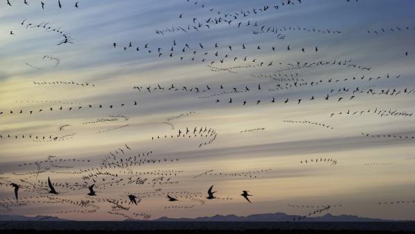 Le billet sciences du week-end. Oiseaux migrateurs, ça plane pour eux !