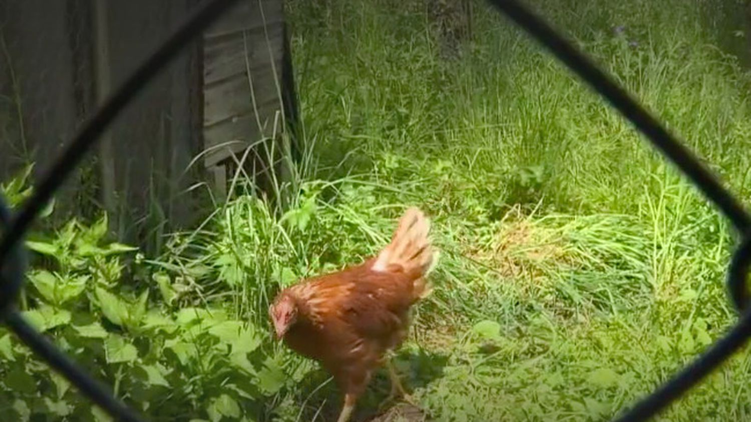 Cantal : adopter des poules pour réduire ses déchets ménagers
