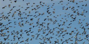 Il y a 50 milliards d'oiseaux sauvages sur Terre, d'après une méthode de comptage inédite de scientifiques australiens