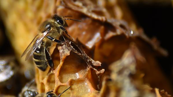Environnement : près de Lyon, une entreprise protège les abeilles sauvages