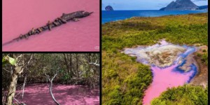 Au fil de l'eau. Pourquoi les eaux de la mangrove en Martinique et en Guadeloupe sont-elles roses ?