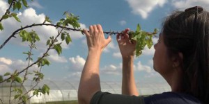 Intempéries : des agriculteurs à la recherche de plantes résistantes aux aléas climatiques