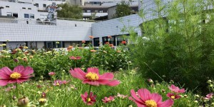 Jardin. Une ferme florale sur le toit de l'hôpital Robert Debré à Paris