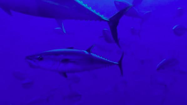 Méditerranée : le thon rouge revient sur la côte