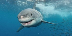 Requin blanc : la grande traversée de Nukumy