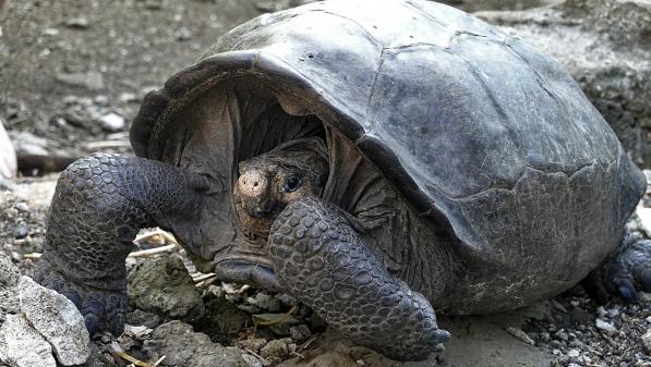 La tortue géante des Galapagos n’est plus une espèce disparue