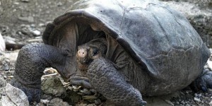 La tortue géante des Galapagos n’est plus une espèce disparue