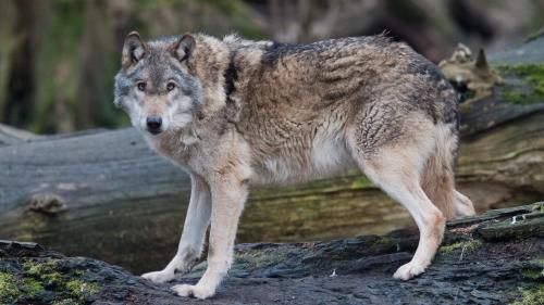 Vendée : un loup gris aperçu à Jard-sur-Mer
