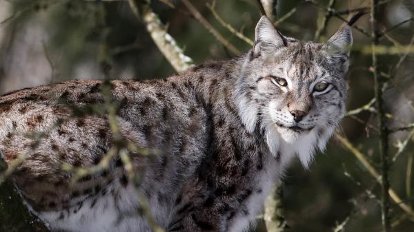Biodiversité : dans les pas feutrés du lynx, espèce menacée