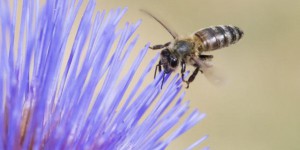 Environnement : de nouveaux efforts de protection des abeilles au sein de l'UE