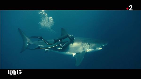 VIDEO. L'océanologue François Sarano réhabilite les requins qui souffrent d'une mauvaise réputation depuis le film 'Les Dents de la mer'