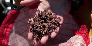 Bretagne : les algues calcaires en danger