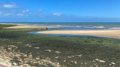 En Normandie, les algues sont présentes en masse cet été, mais pas de marée verte à la bretonne