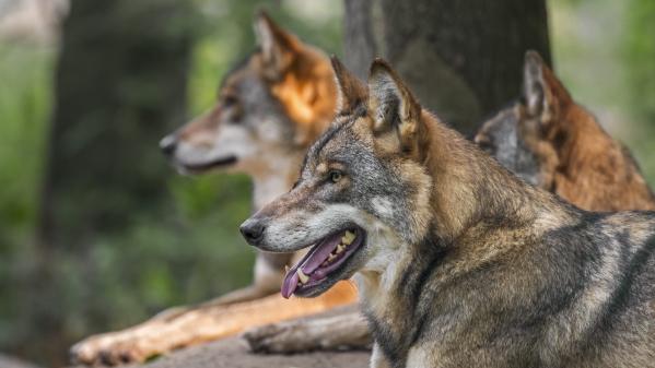 La population de loups gris progresse en France, mais plus lentement