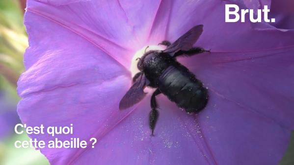 VIDEO. Connaissez-vous le xylocope, la plus grosse abeille d'Europe ?