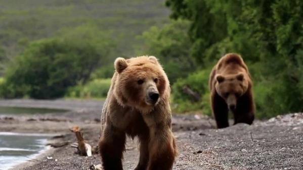 VIDEO. Russie : dans la région montagneuse du Kamtchatka, les ours bruns sont menacés par la surpêche