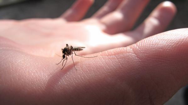 Le billet sciences. Faut-il aller jusqu'à éradiquer tous les moustiques ?