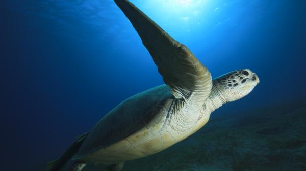 Floride : une clinique pour tortues marines fait des miracles