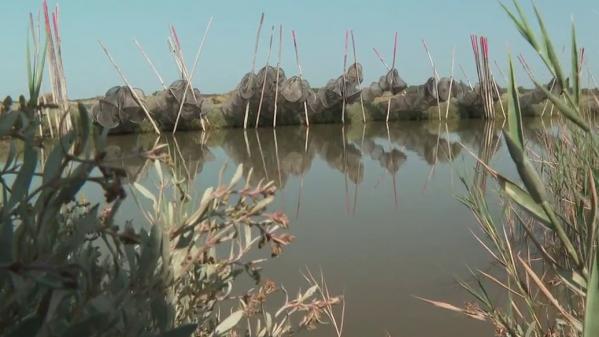 Hérault : l'étang de l'Or, un réservoir de biodiversité à la beauté fragile