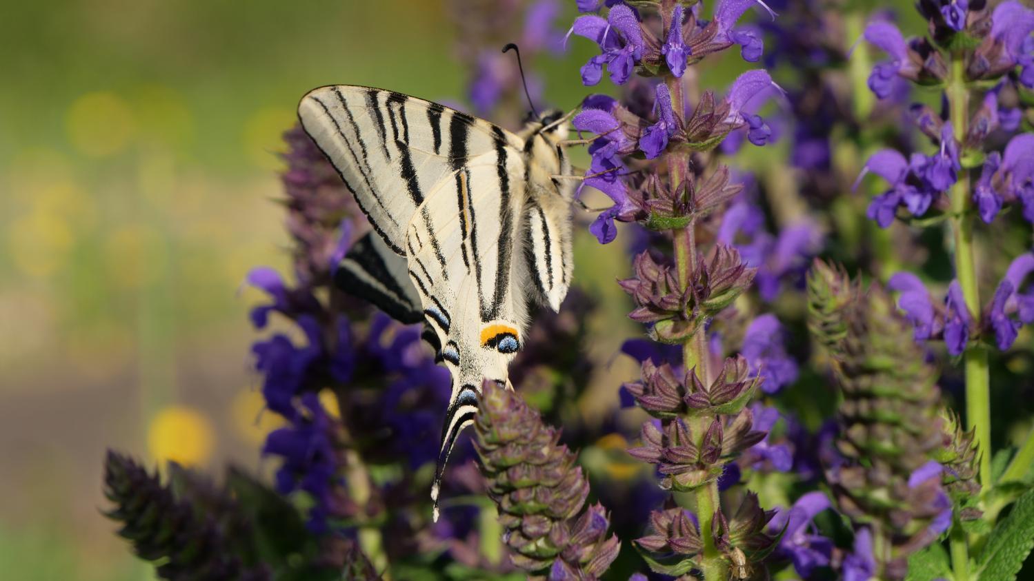 Jardin. Comment attirer les papillons dans vos jardins