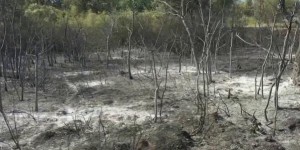 Var : le massif des Maures a été dévasté par les incendies
