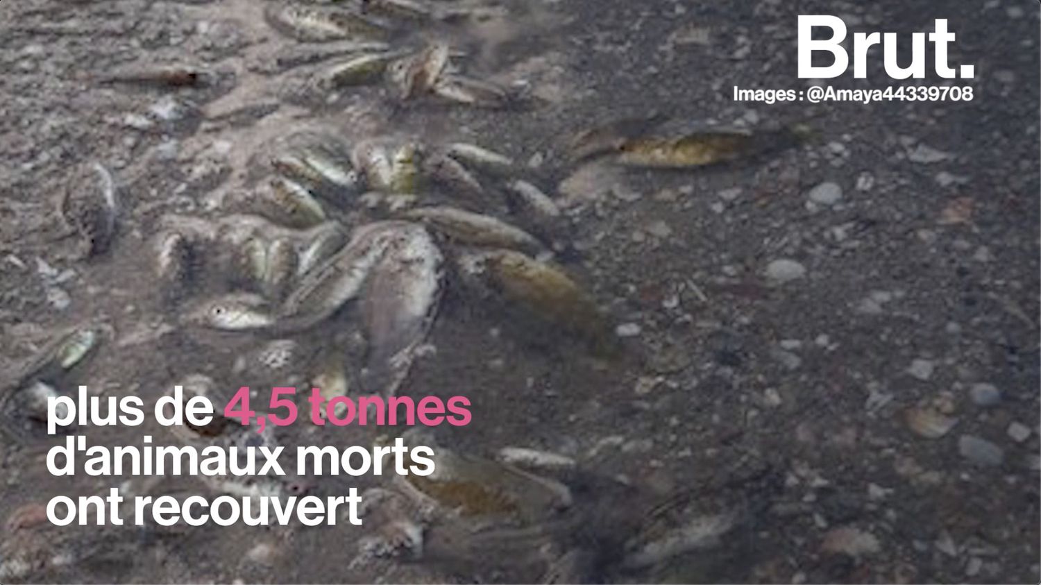 VIDEO. En Espagne, des milliers de poissons morts sur les plages du Mar Menor