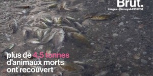 VIDEO. En Espagne, des milliers de poissons morts sur les plages du Mar Menor