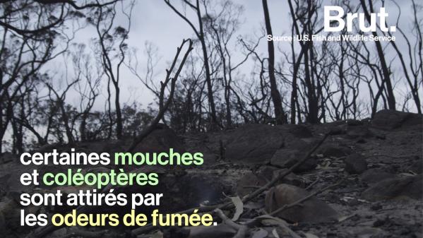 VIDEO. Comment une forêt se régénère-t-elle après un incendie ?