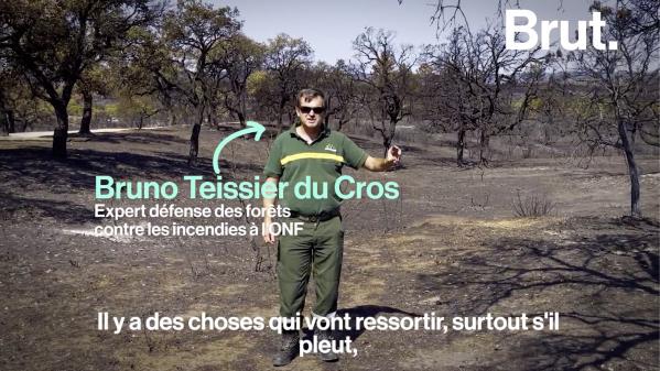 VIDEO. 'Pour retrouver la forêt telle qu'on l'a vue avant le feu, il faudra une trentaine d'années'