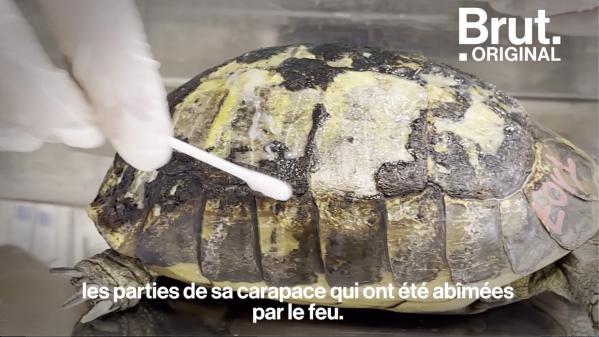 VIDEO. Dans le Var, de nombreuses tortues blessées par les incendies sont recueillies