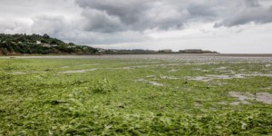 Algues vertes : l'Etat va proposer des 'contrats' aux agriculteurs pour les inciter à faire baisser le taux de nitrates dans l'eau
