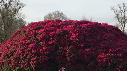 Angleterre : un rhododendron aux dimensions impressionnantes